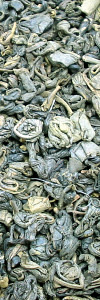 China Gunpowder Pinehead Bio
