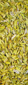 Fenchel ganz Bio